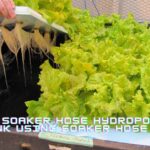 How to Make a Soaker Hose Hydroponic Tank